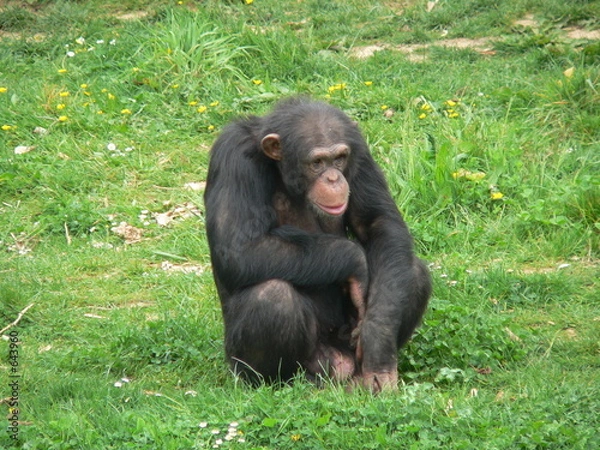 Obraz chimpanze