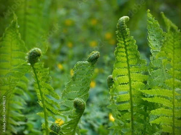 Obraz Spring fern