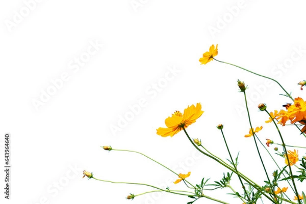 Obraz yelow flower isolated