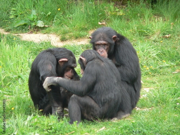 Obraz chimpanze