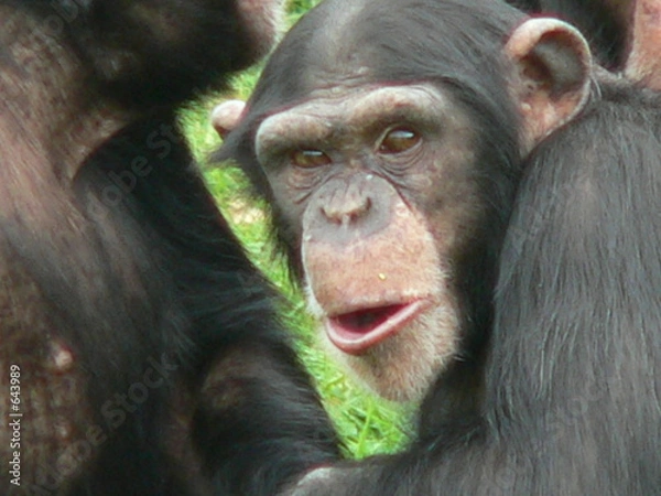 Obraz chimpanze