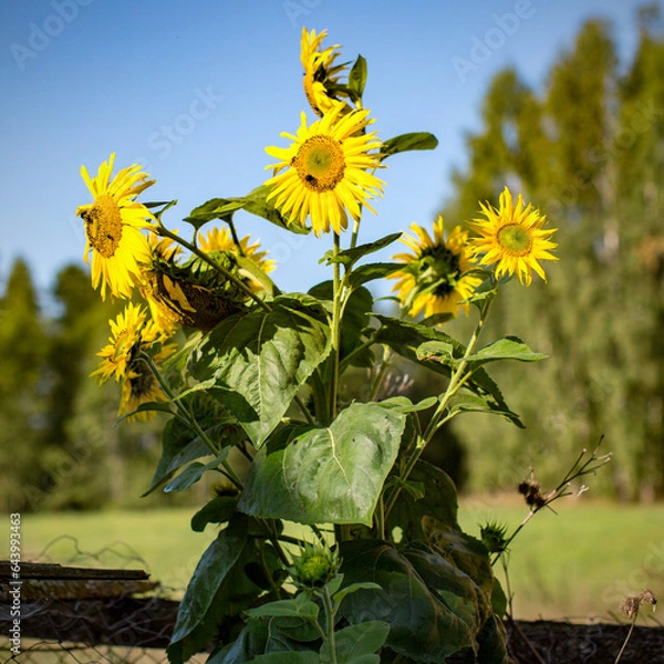 Obraz dzikie słoneczniki