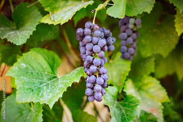 Obraz domowe winogrona