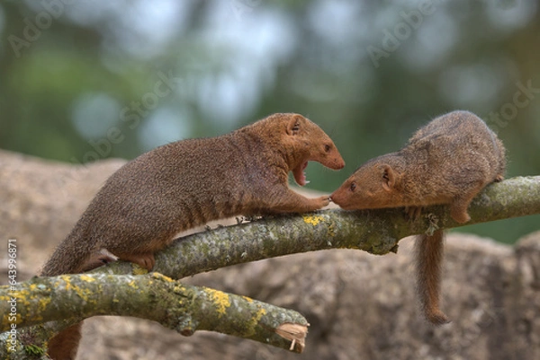 Obraz Common dwarf mongoose 