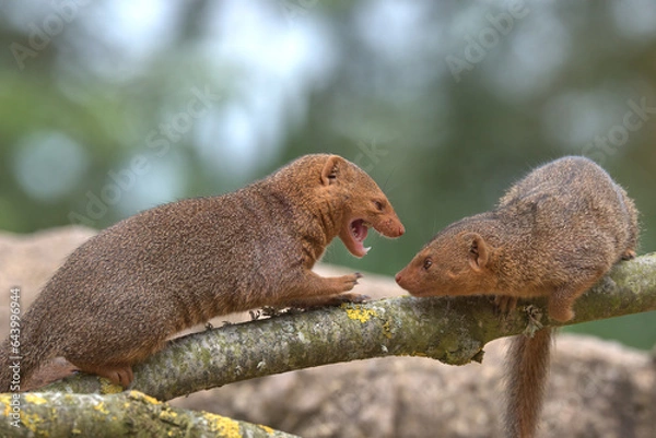 Obraz Common dwarf mongoose 