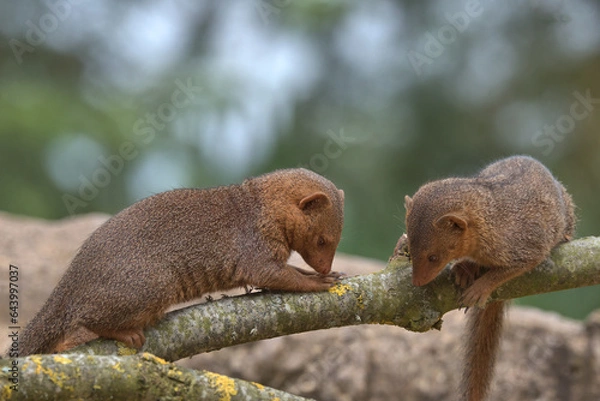 Obraz Common dwarf mongoose 