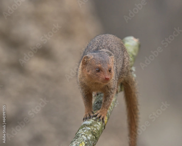 Obraz Common dwarf mongoose 