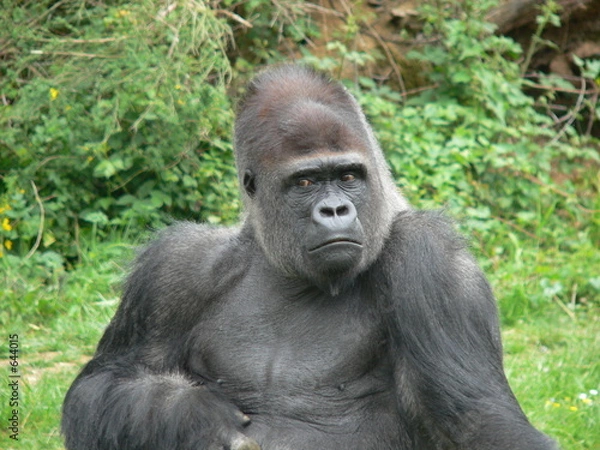 Obraz gorille - dos argenté