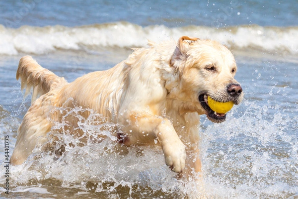 Obraz Golden Retriever am Strand