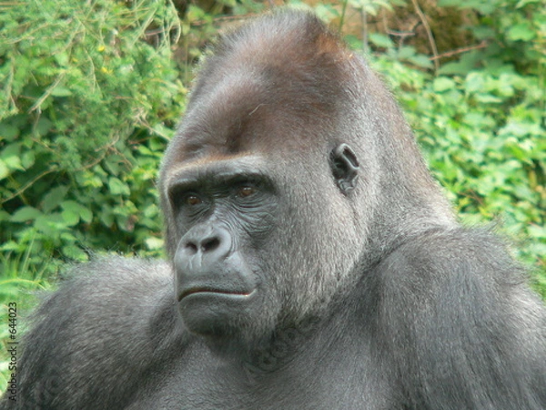 Obraz gorille -dos argenté