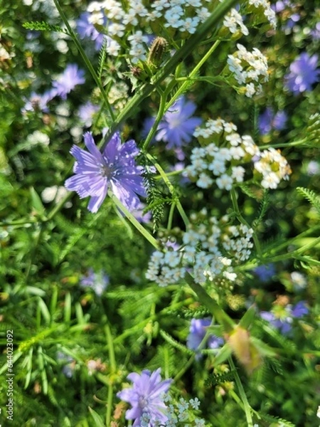 Obraz forget me not flowers