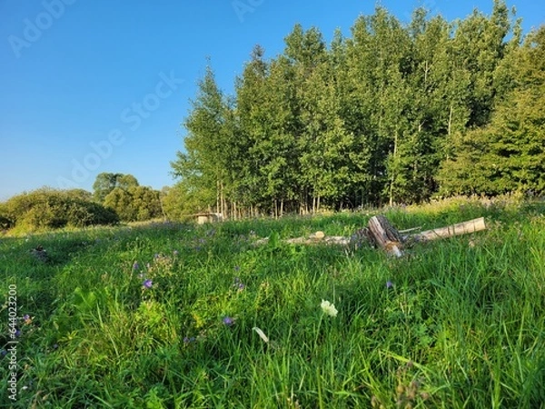 Obraz sheep in the meadow