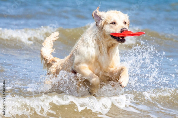 Obraz Golden Retriever am Strand