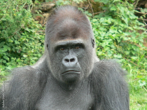 Fototapeta gorille - dos argenté