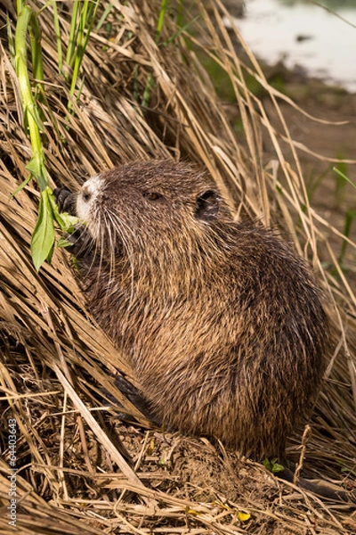 Obraz Nutria