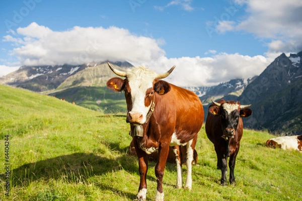 Obraz Kühe Almwiese Berge