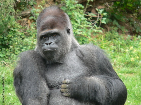 Obraz gorille - dos argenté