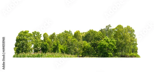 Fototapeta Group green tree isolate on transparent background. png file. Cutout tree line. Row of green trees and shrubs in summer isolated on white background. ForestScene. Forest and green foliage.