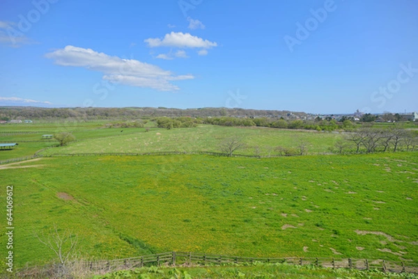 Fototapeta サラブレッド銀座