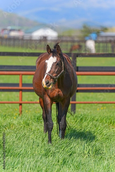 Obraz サラブレッド銀座