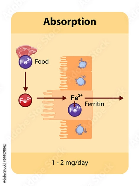 Obraz Iron absorption occurs primarily in the duodenum where dietary iron, is absorbed by enterocytes and transported through the body via transferrin. Absorption is regulated 