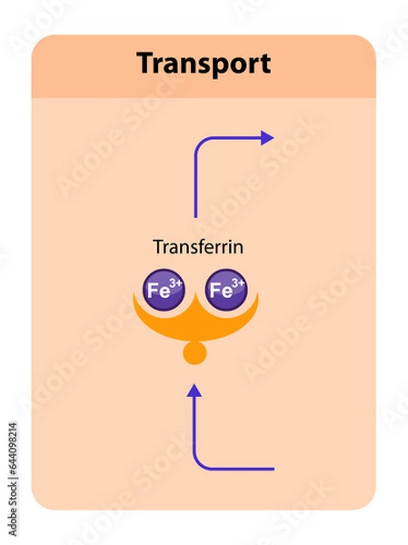 Obraz Transferrin, blood plasma glycoprotein that binds and transports iron throughout the body, playing a crucial role in iron homeostasis. 2d graphic