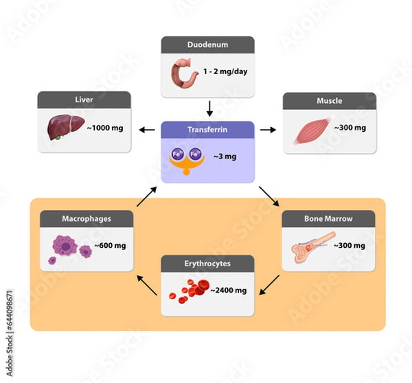Obraz distribution of iron in the body, Iron metabolism. from liver, intestine and spleen. Ferrum circulation, recycling, stores and absorption.  2d 3d render, illustration, bone marrow, macrophages