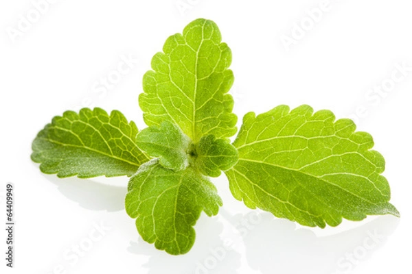 Obraz Stevia-Blätter