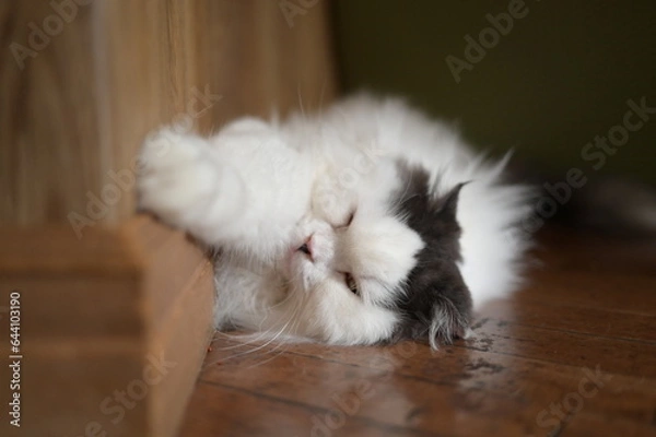 Obraz A relaxed sleeping cat