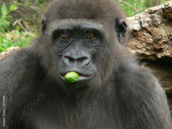 Obraz gorille - jeune gorille