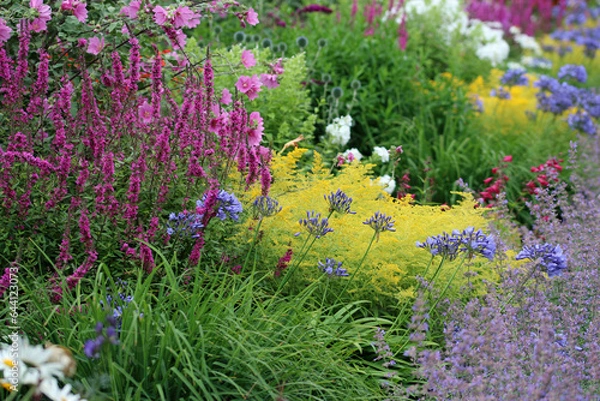 Fototapeta Mixed herbaceous perennial flower bed