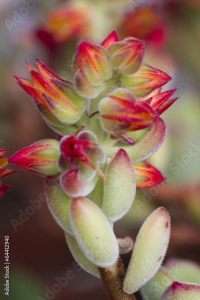 Obraz succulent plant