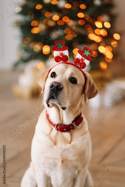 Obraz A funny portrait of a happy face of a domestic Labrador dog with red Christmas trees on his head looks into the camera against the background of a decorated room on a holiday in December at home.