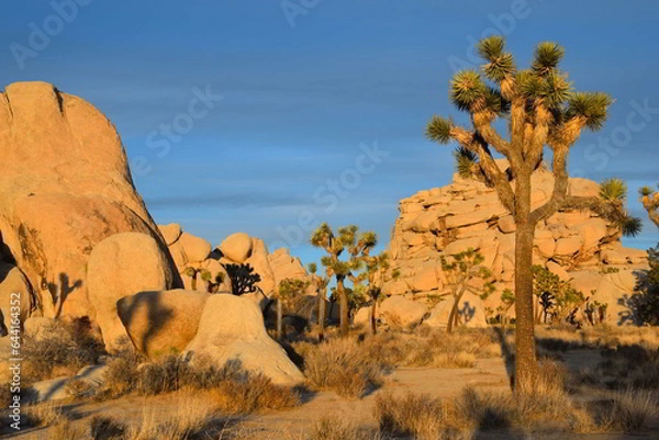 Obraz joshua tree national park