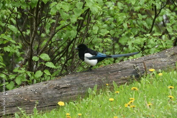 Obraz blackbird on a branch