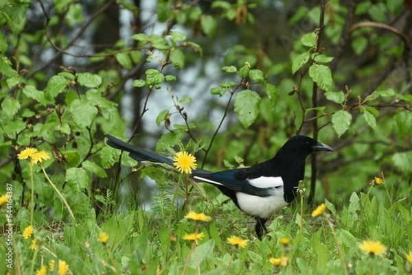 Obraz Magpie