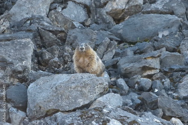 Obraz Marmot