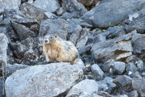 Obraz Marmot