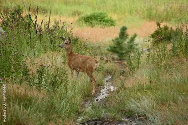 Obraz Deer at a stream