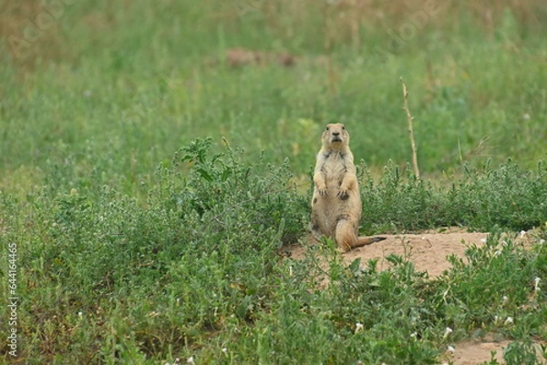 Obraz Prairie dog alert