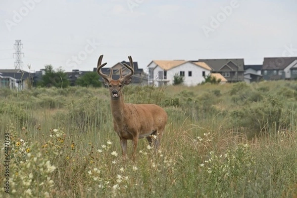 Obraz deer in the field