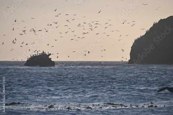 Obraz birds during ocean sunset