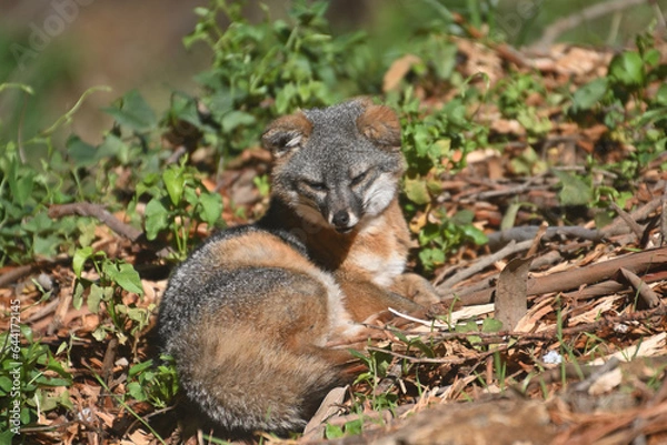 Obraz sleepy fox on the ground