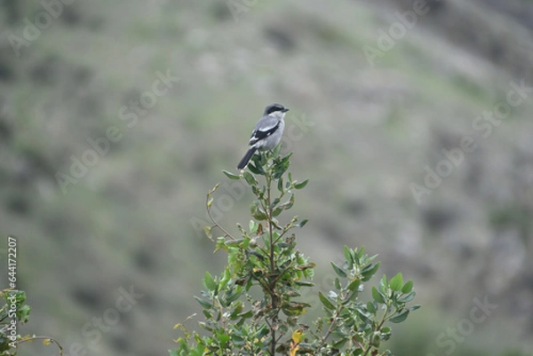 Obraz bird on a branch