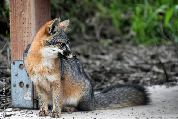 Obraz fox on the ground