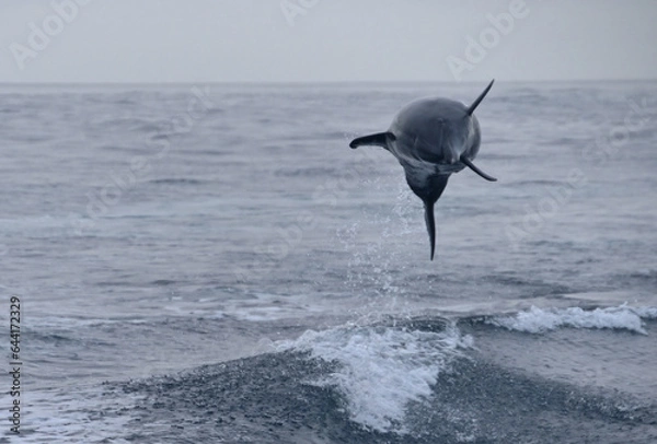 Obraz dolphin jumping towards camera