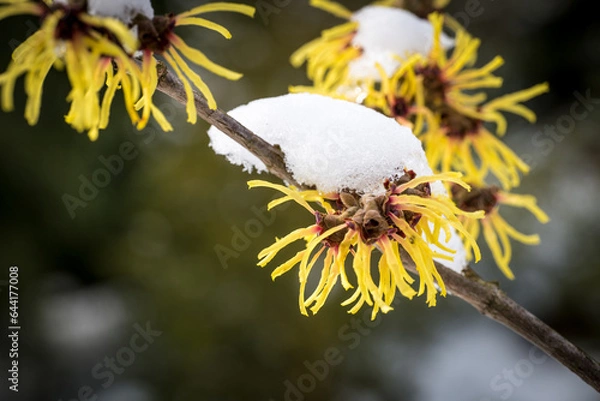 Obraz Hamamelis intermedia, a winter flowering shrub