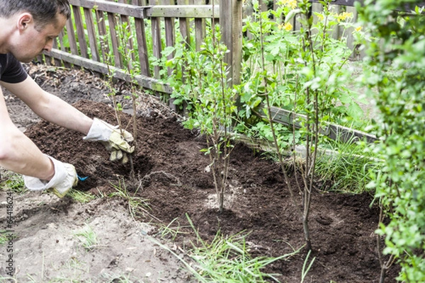 Obraz Ligusterhecke anpflanzen