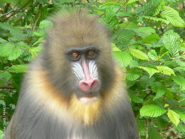 Obraz mandrill