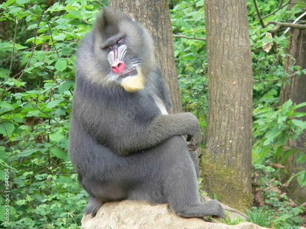 Obraz mandrill